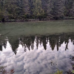 tree reflection